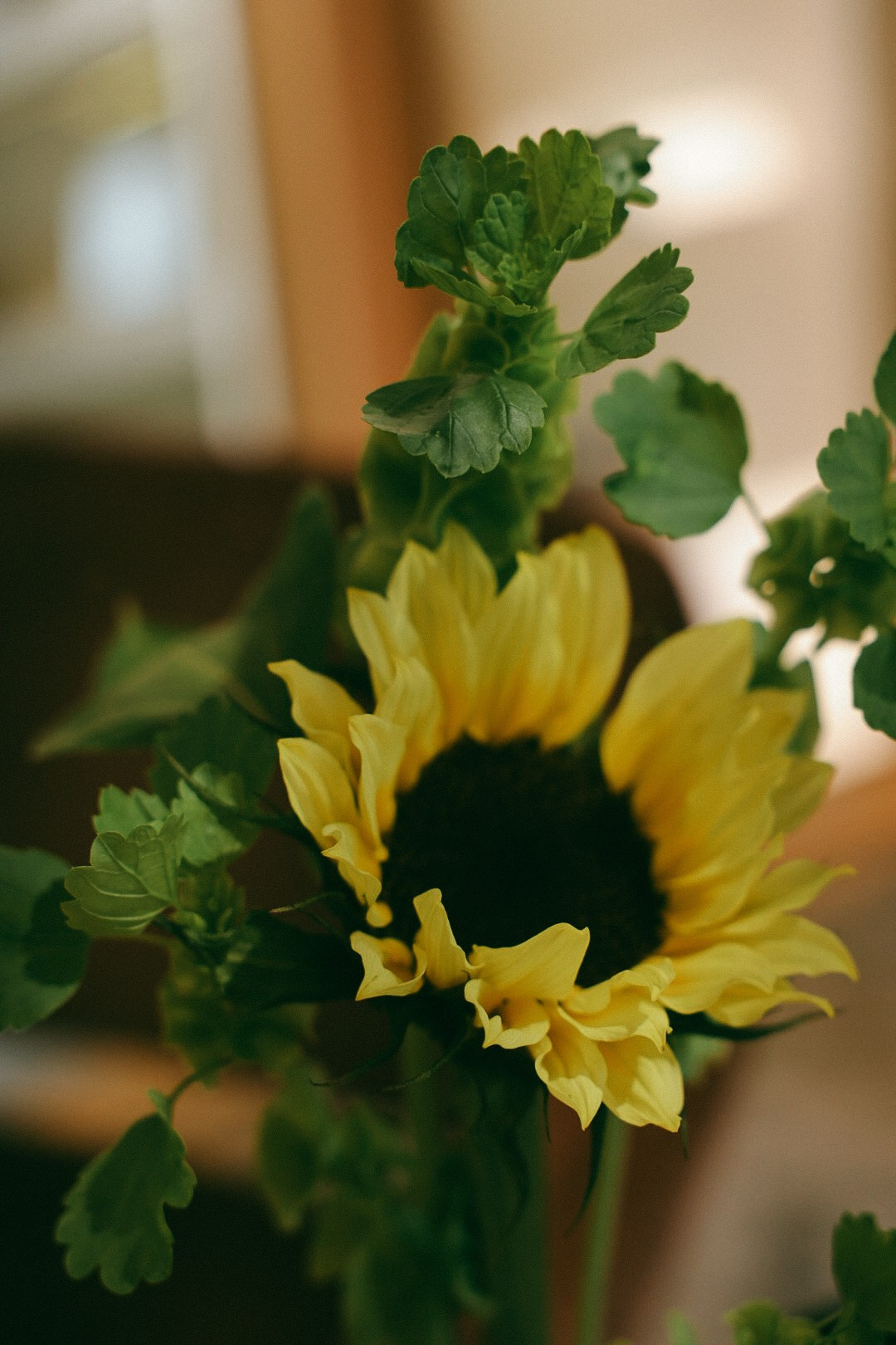 Мята. Фотограф Нижний Новгород