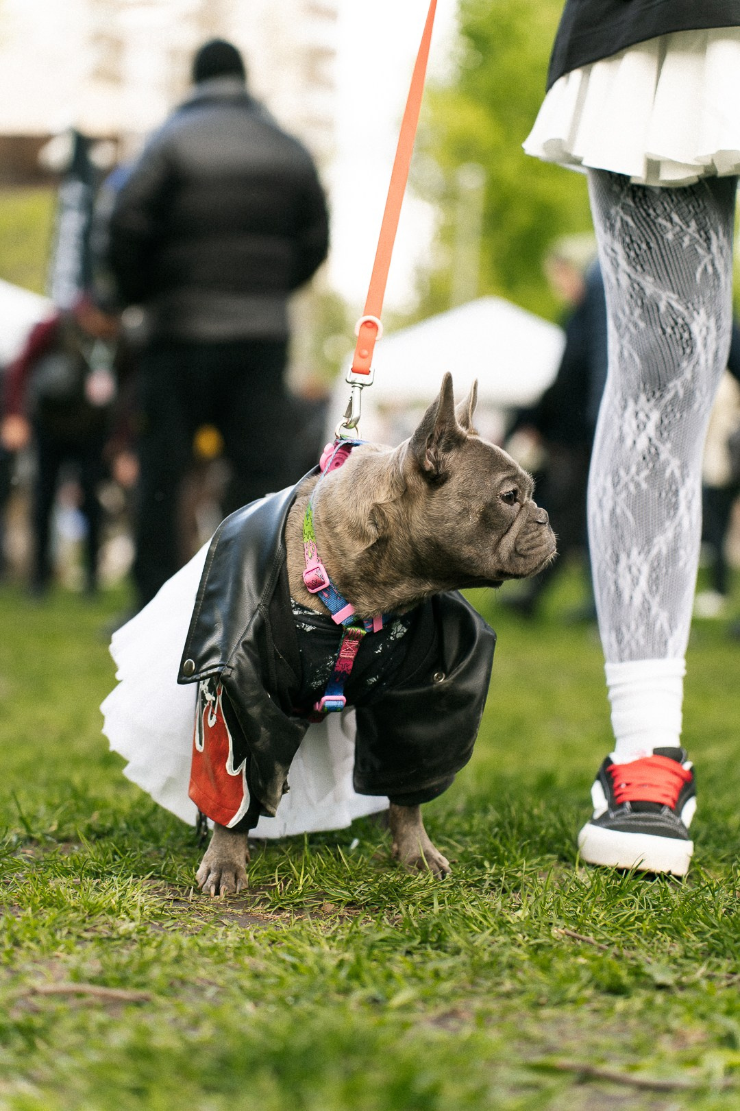 Парад Бульдогов. Axenov_eugene