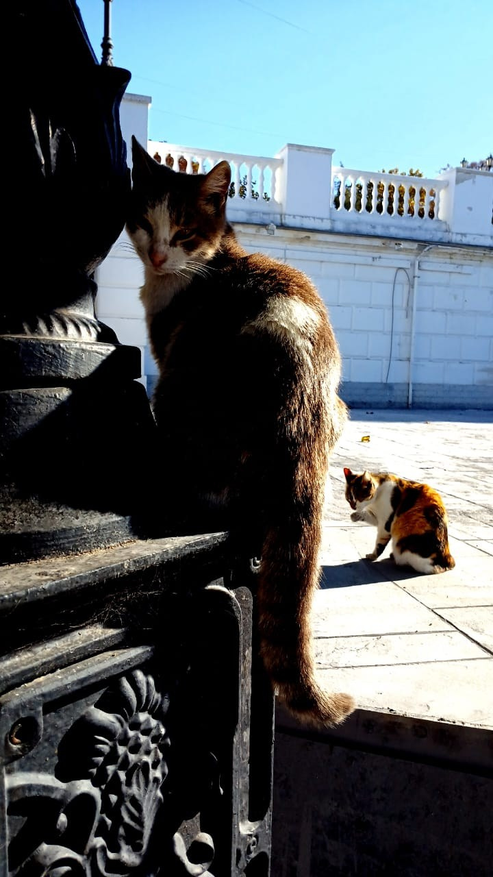 Севастопольские коты в объективе мобильного телефона. Фотограф Александр Лайкачев