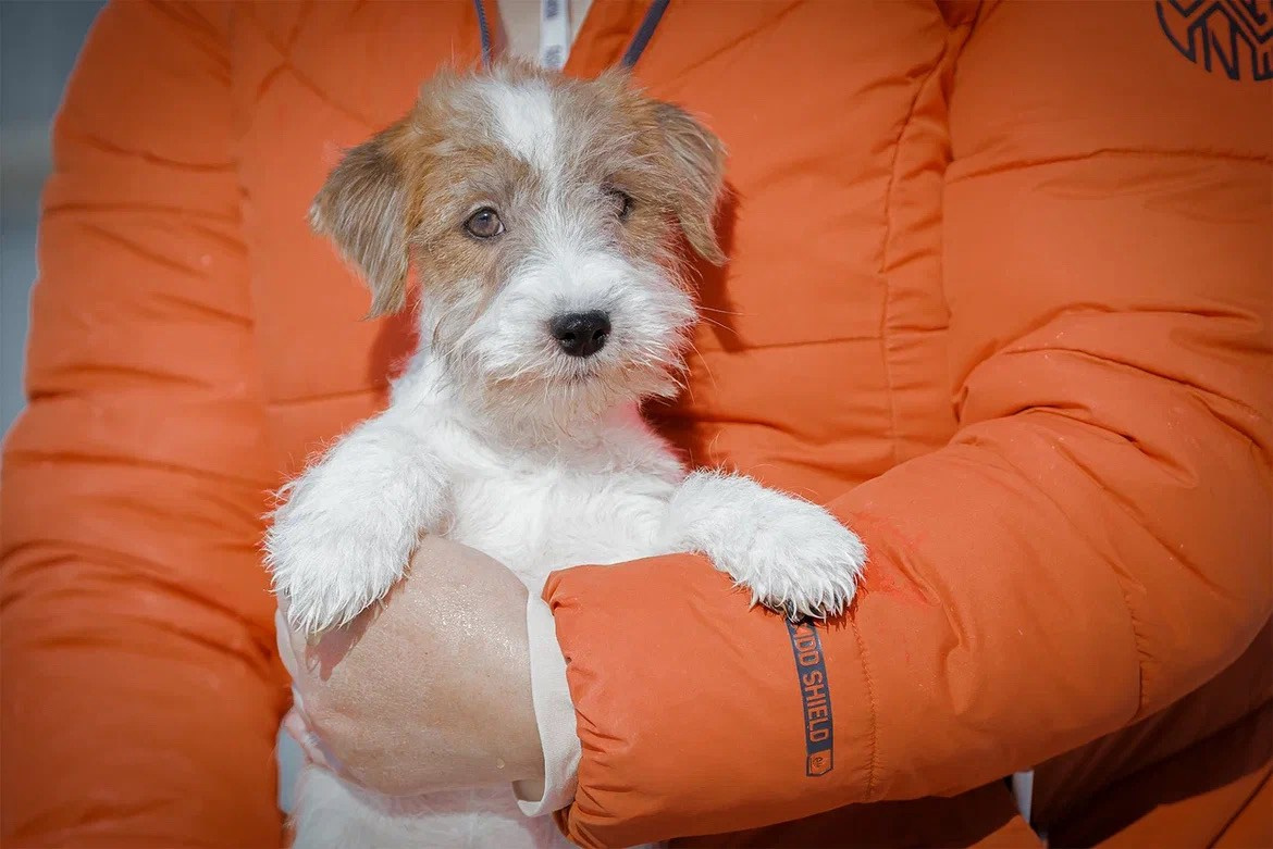 Сука 1. Lovely Orange kennel Jack Russell Terrier FCI/RKF