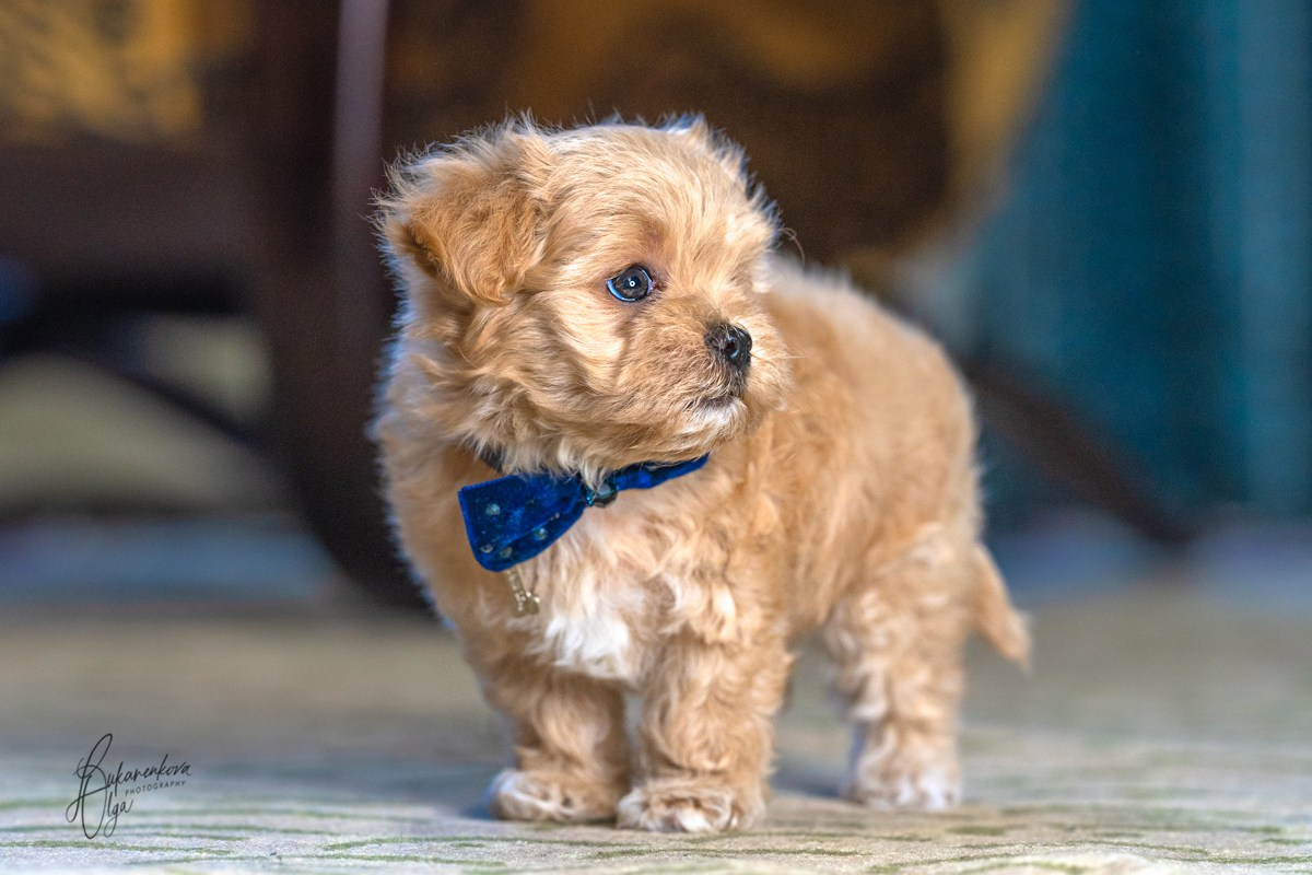 Мотя. Фотограф анималист Ольга Луканенкова в Москве