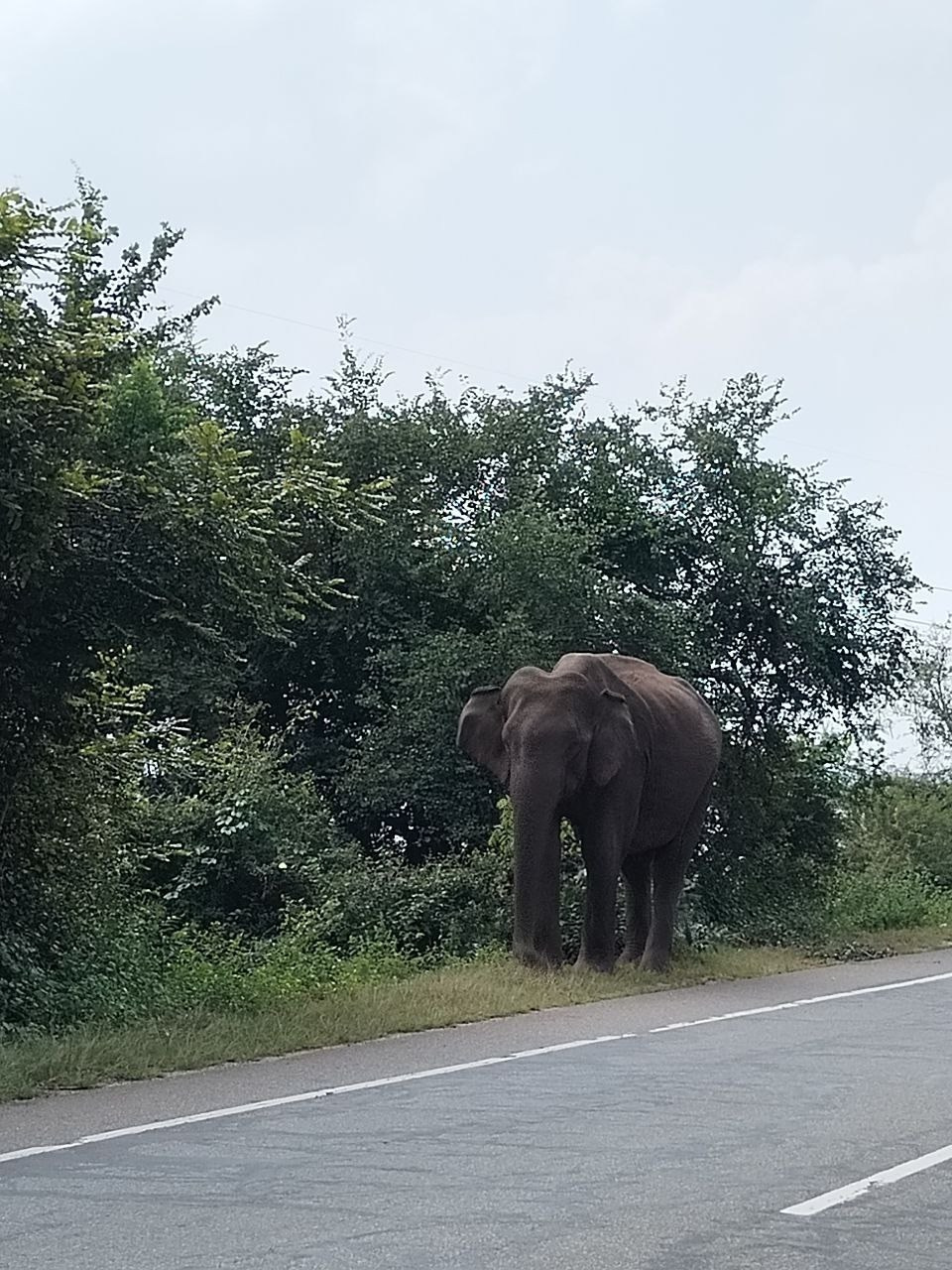 Шри-Ланка | 31.01 — 10.02.2025. Галерея Фантим