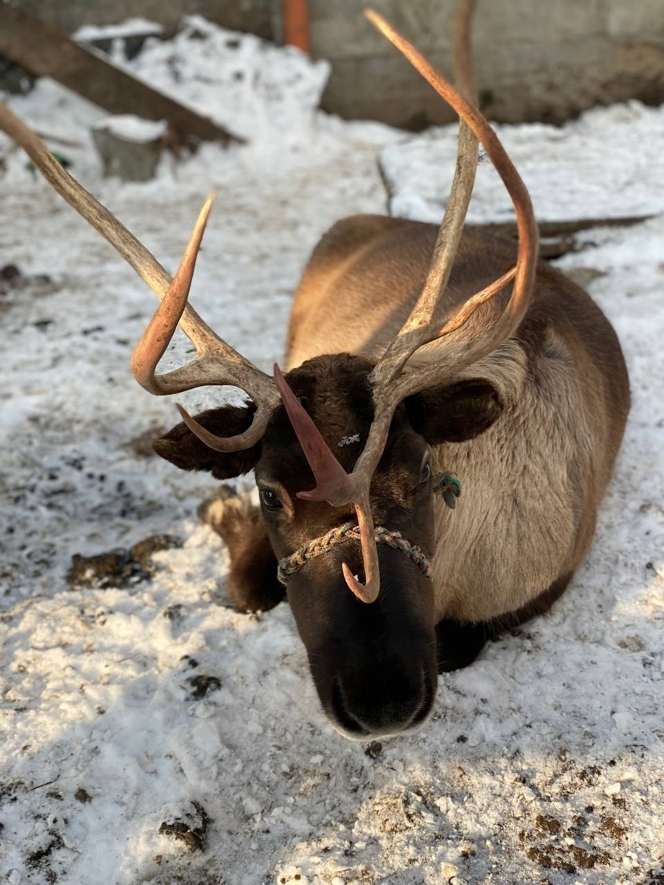 В гости к северным оленям | 02.12.2023. Галерея Фантим