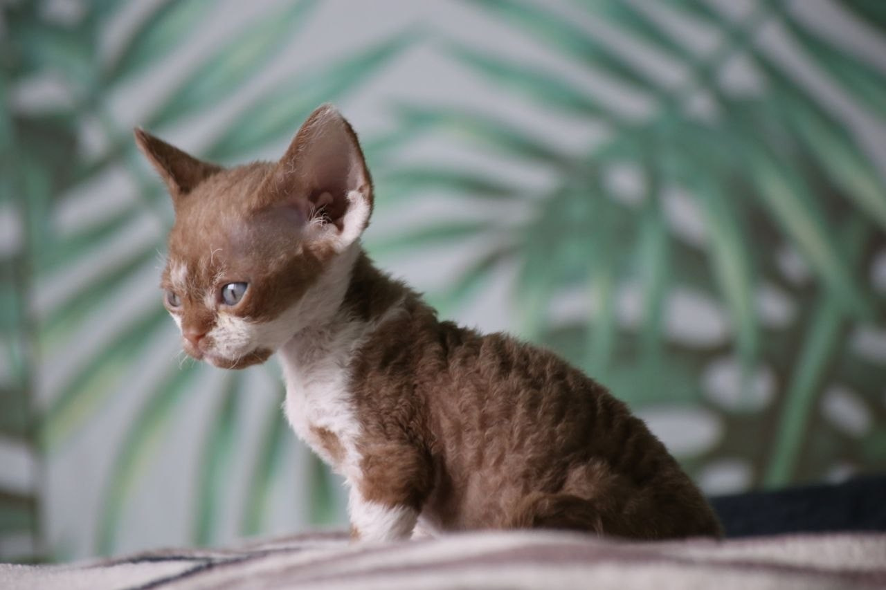 DRX о 03 котик Nevskiy Orpnevs готов к резерву 🧿 д/р 25.02.26. Nevskiy Favorite — питомник девон-рексов в Санкт-Петербурге. Здоровые, ласковые и редкие котята