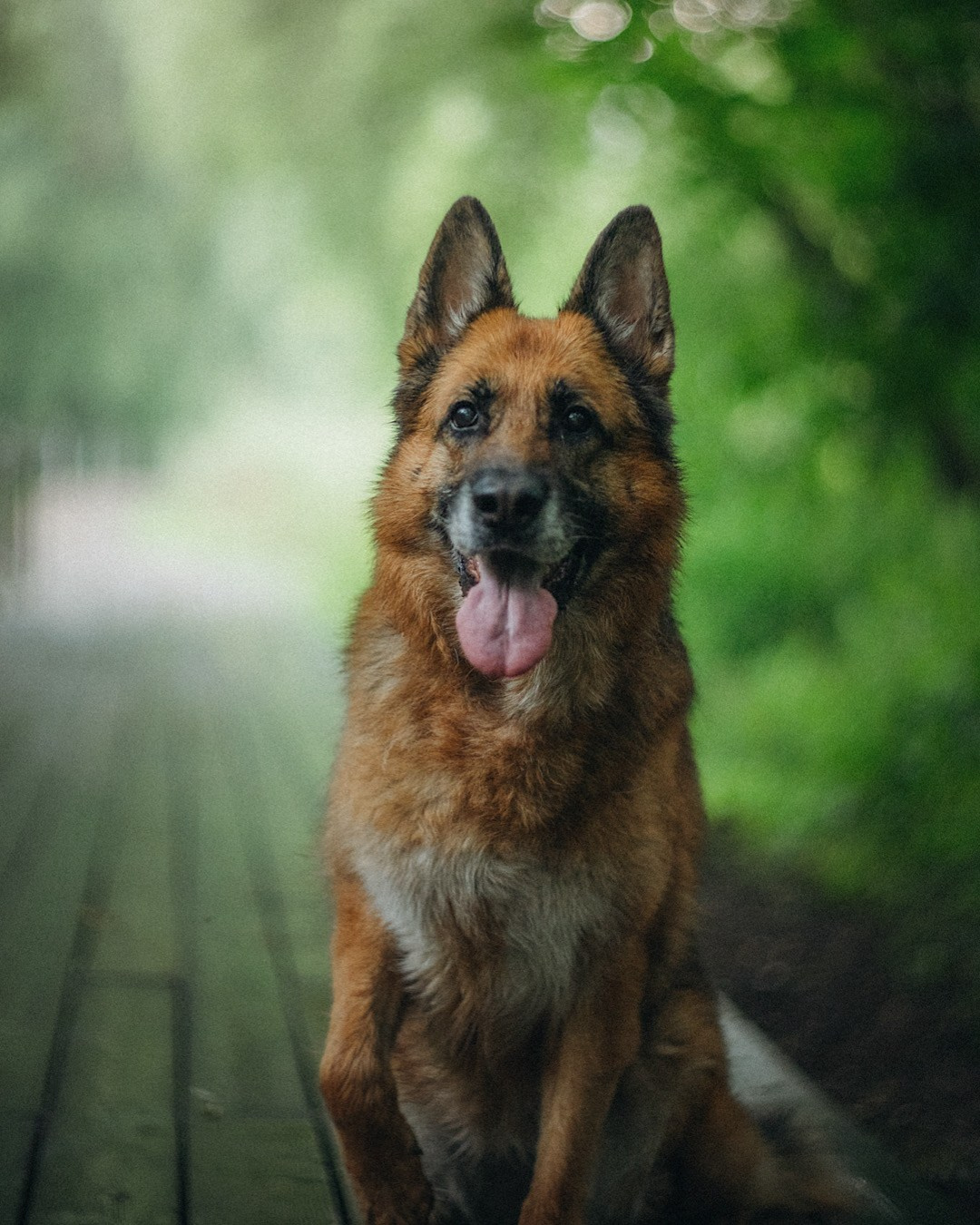 Вика и Фрея. Фотограф анималист в Москве и Санкт-Петербурге Свиридова Анна