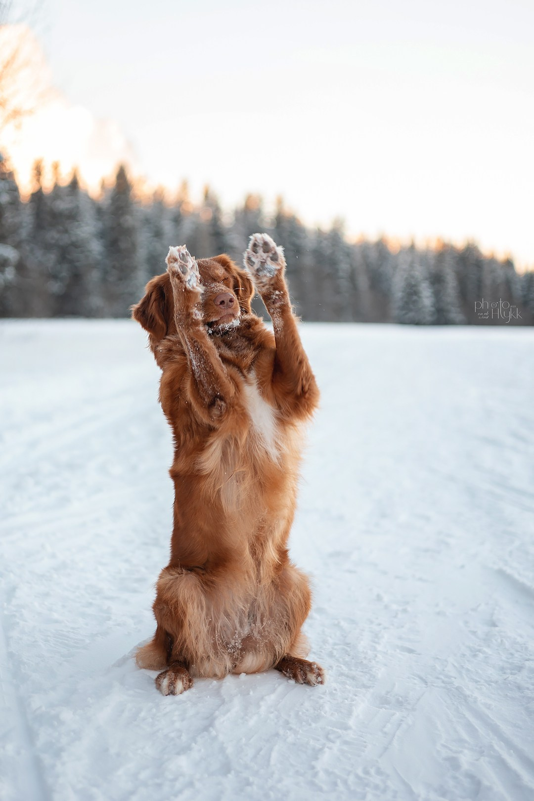 Толлер Эста. Htykk_photo