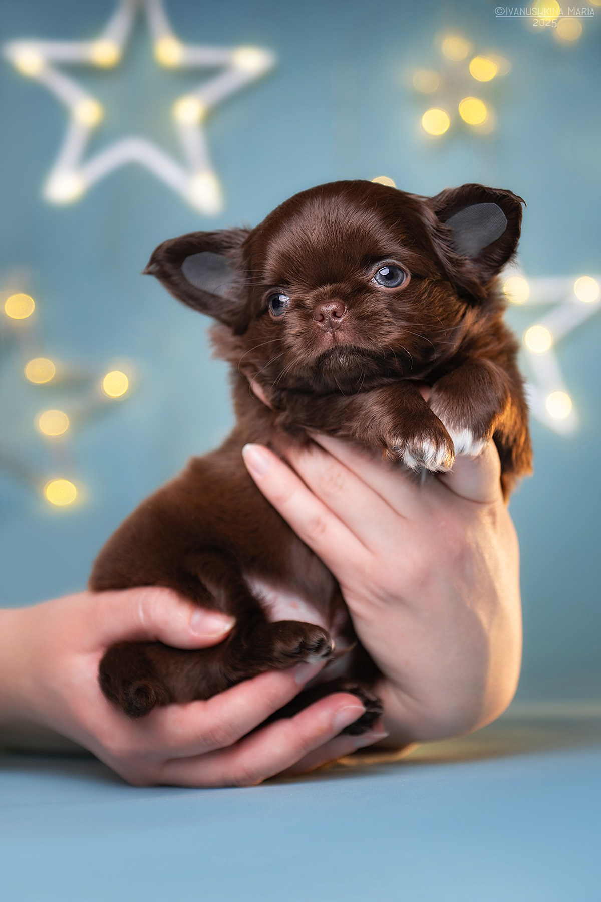 Фотосессия щенков на фонах. Фотограф собак в Москве и Московской области Иванушкина Мария