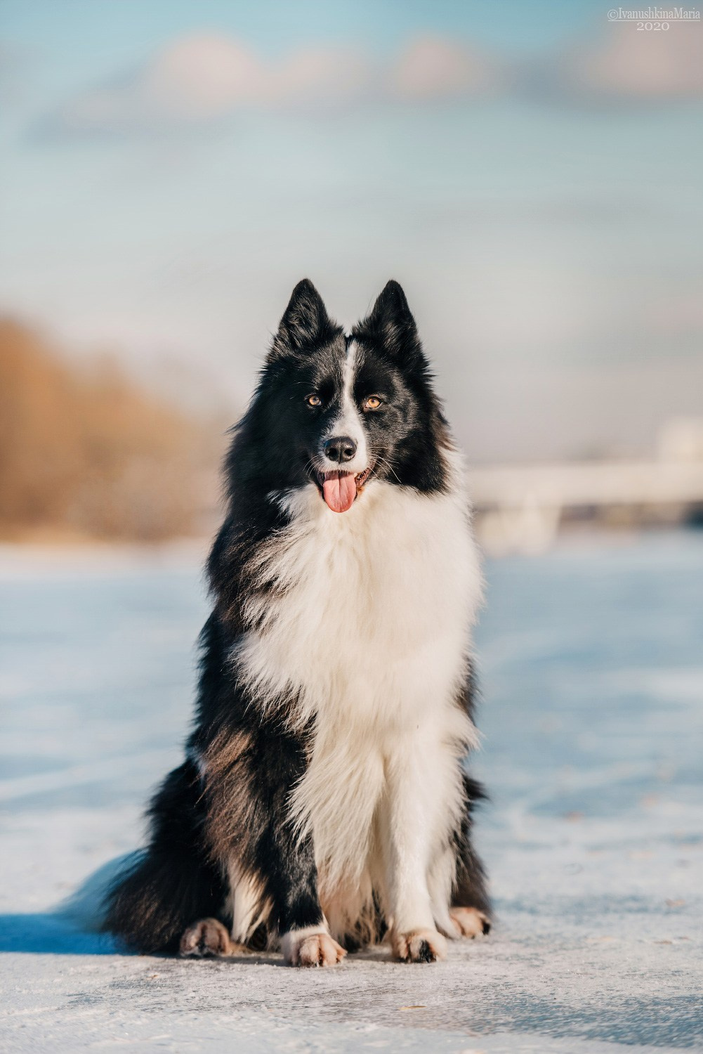 якутская лайка