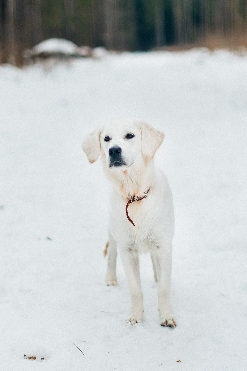 ШАНТИ и СЕМЬЯ. Свадебный и семейный фотограф РИТА БОЧКАРЁВА
