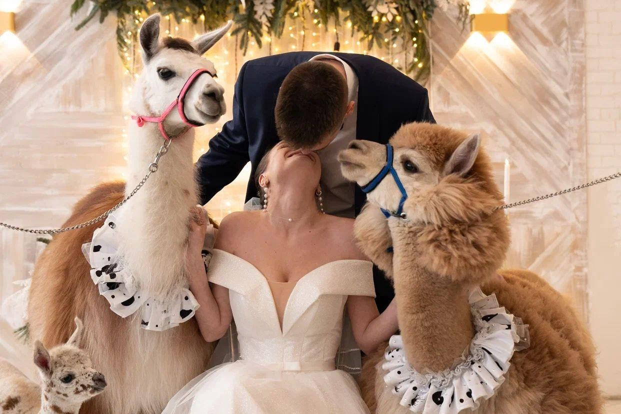 Шоу с Ламой. Подрядчики и друзья сети свадебных площадок House for wedding