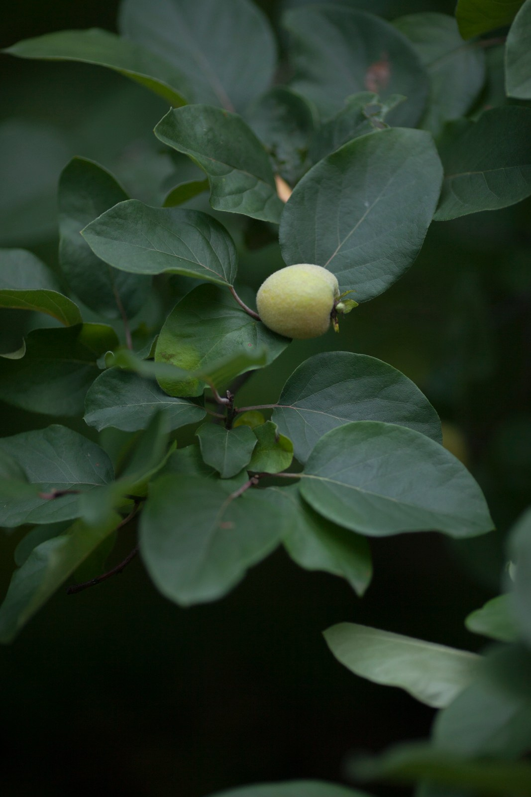 Phototherapy. Елена Цихон художник фотографии и мастер фото-ДНК