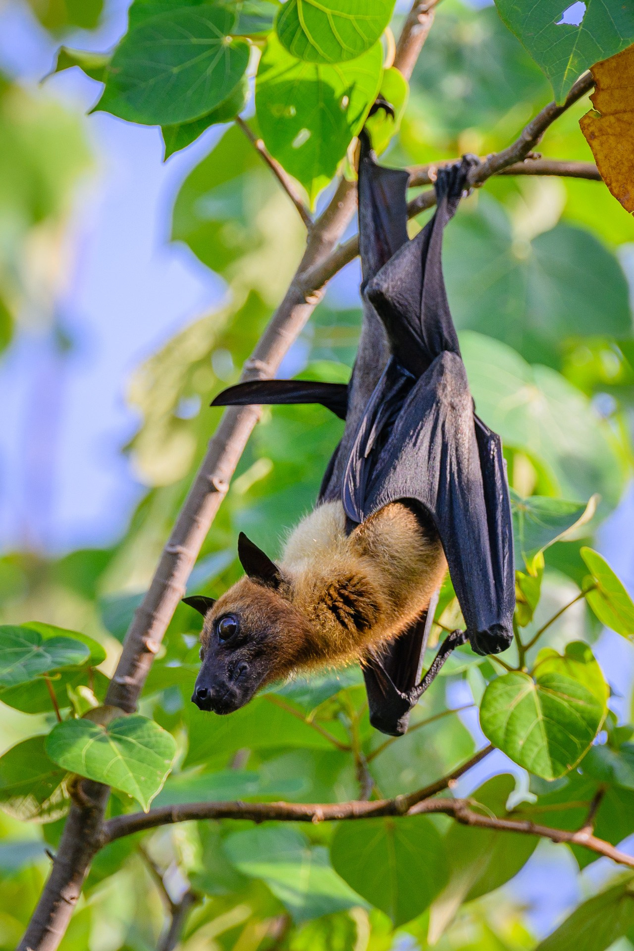 Фотографии макромира для интерьера Вашего дома, квартиры, офиса или да. Авторские стильные фотокартины