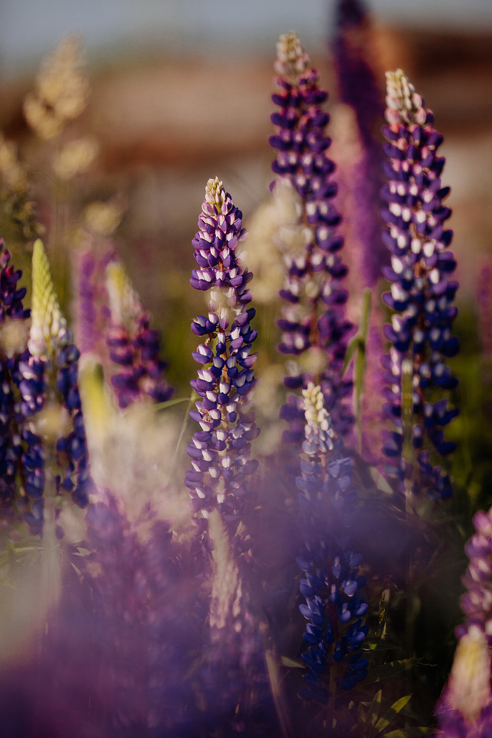 Карина и люпины. Фотограф Сергиев Посад Москва Хованская Екатерина