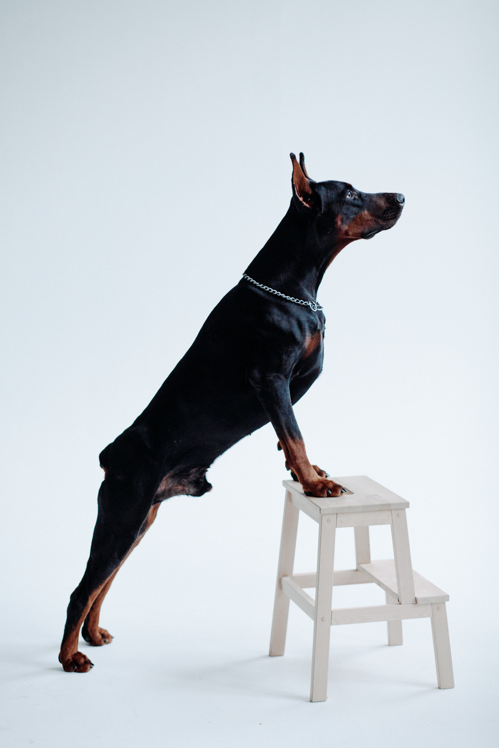 Юля и Веном. Фотограф Сергиев Посад Москва Хованская Екатерина