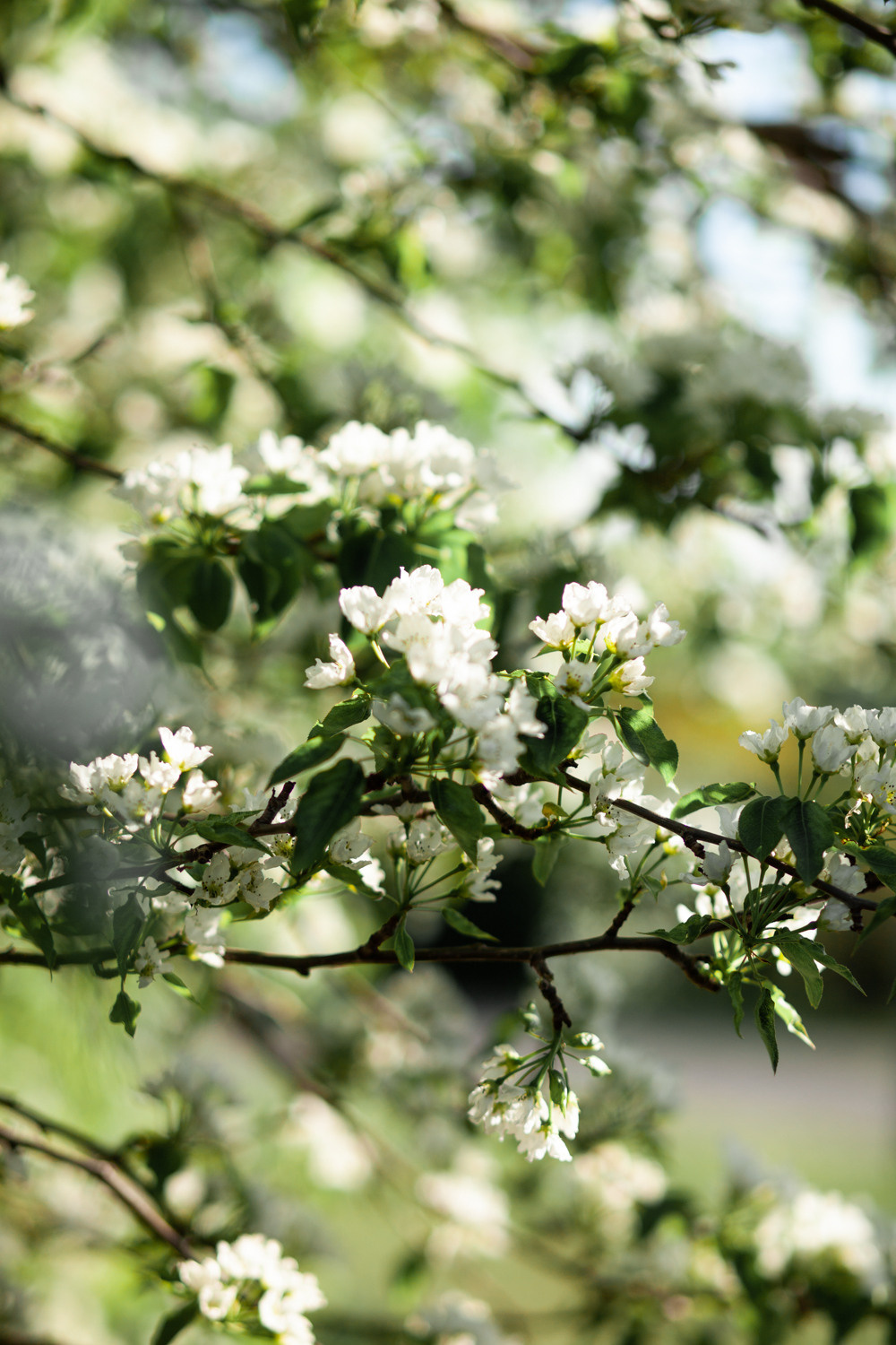 Полина. Фотограф Сергиев Посад Москва Хованская Екатерина