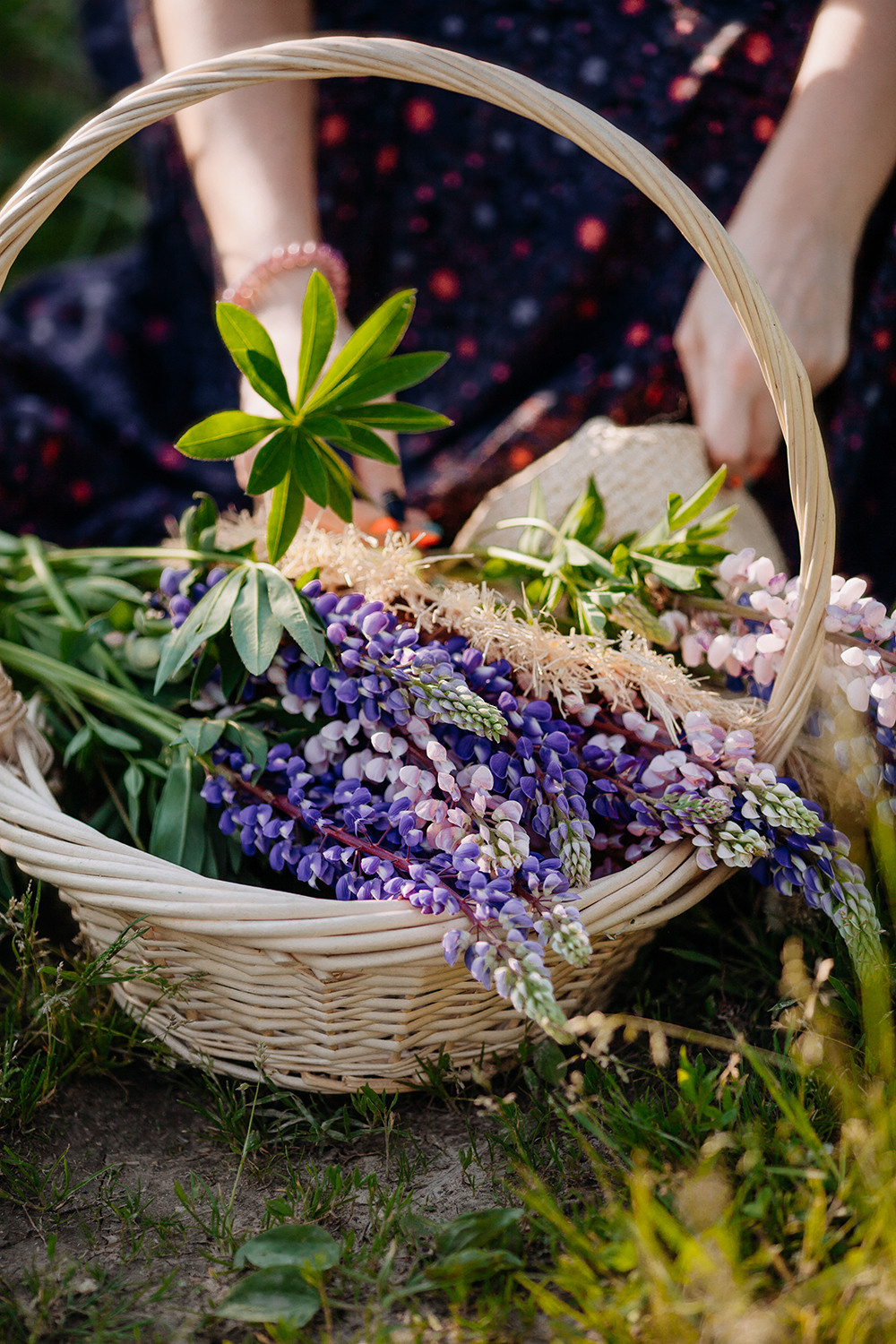 Карина и люпины. Фотограф Сергиев Посад Москва Хованская Екатерина