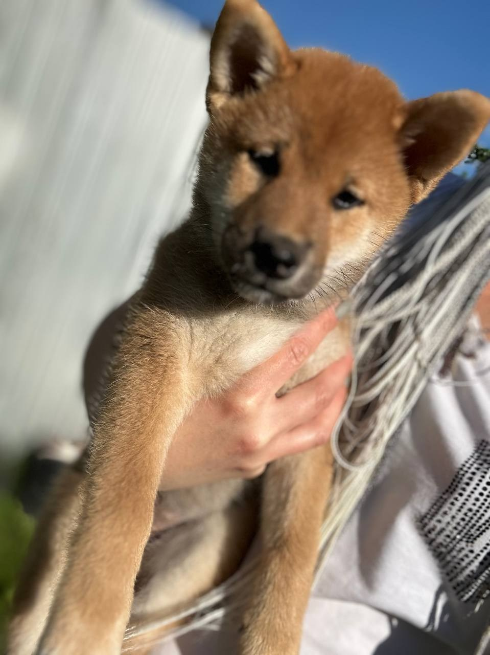 сиба питомник Рубилайт щенки на продажу rubylight  сиба щенки купить СПб Санкт-Петербург