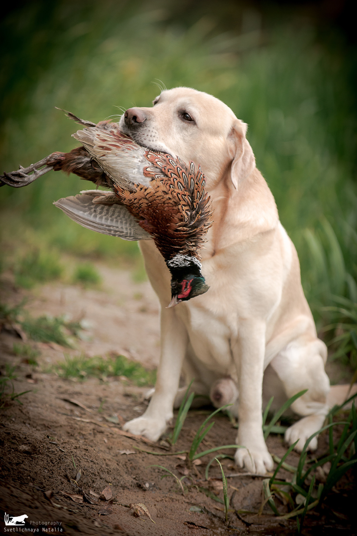 Лабрадор ретривер Цейс, прогулка. Фотограф-анималист Наталья Светличная