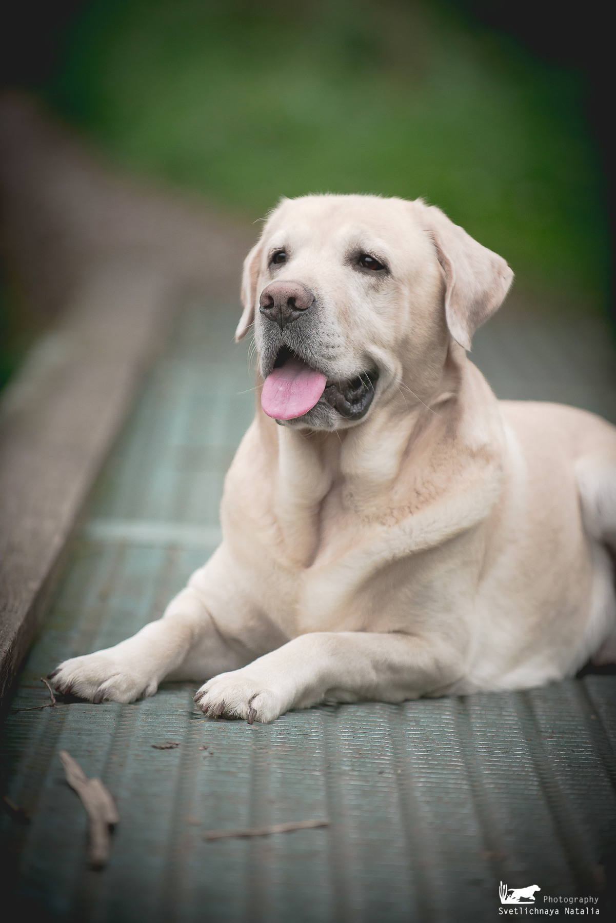 Лабрадор ретривер Цейс, прогулка. Фотограф-анималист Наталья Светличная