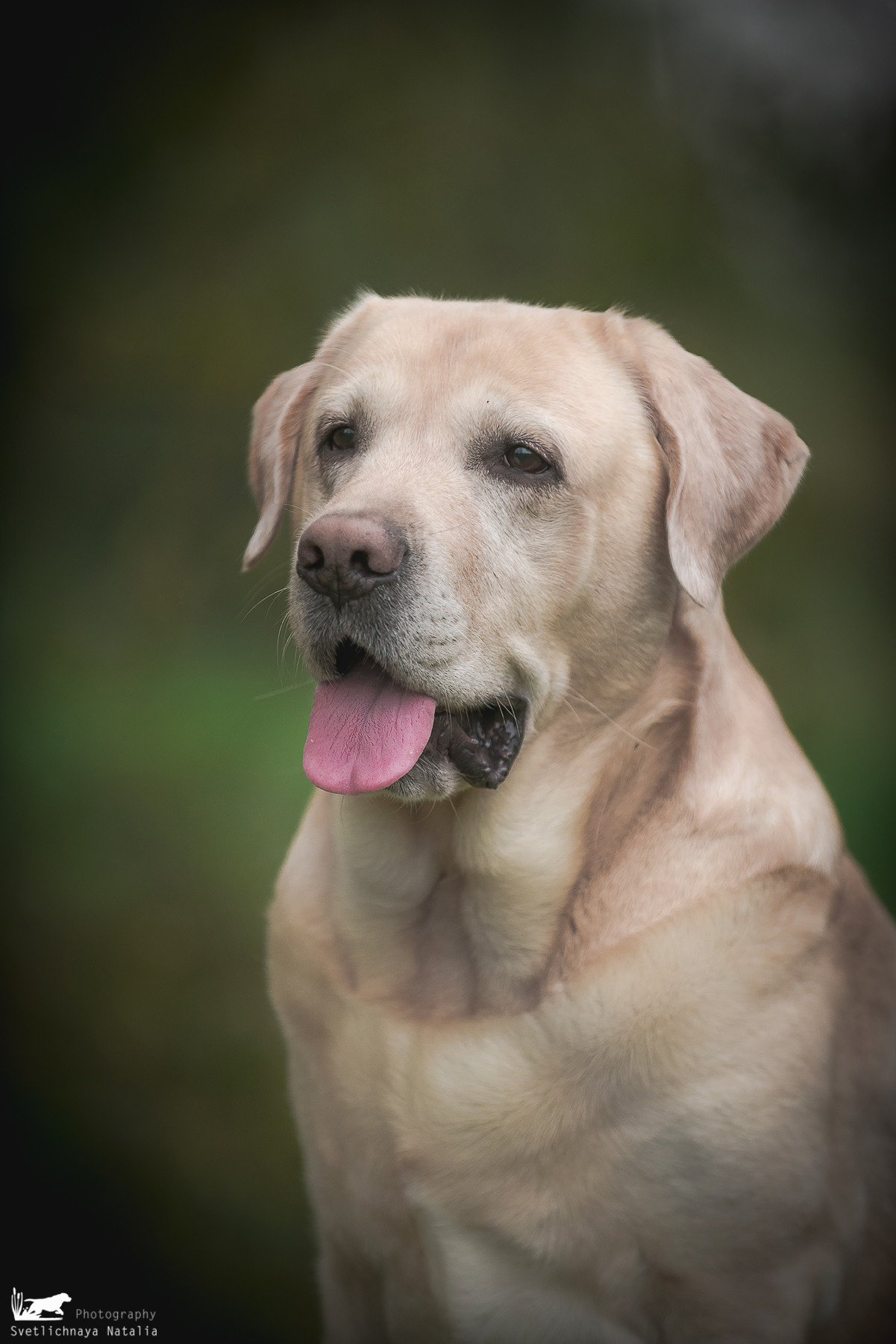 Лабрадор ретривер Цейс, прогулка. Фотограф-анималист Наталья Светличная