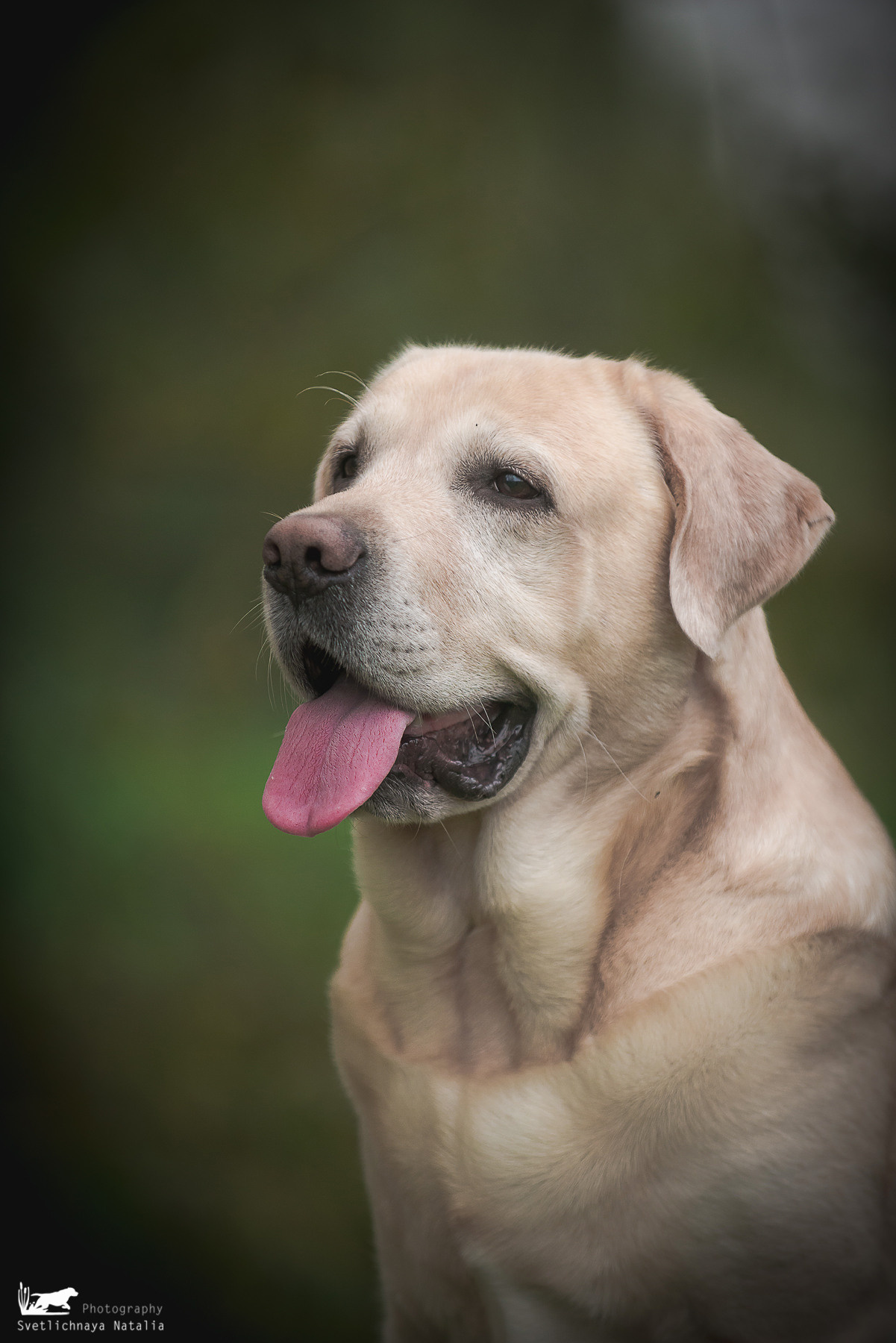 Лабрадор ретривер Цейс, прогулка. Фотограф-анималист Наталья Светличная