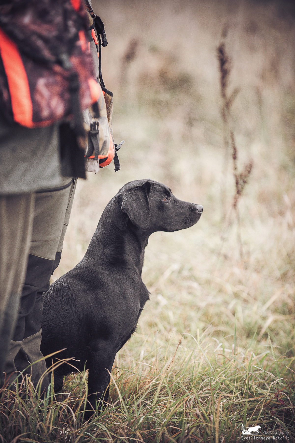 Training Field trial for retrievers, 25.09.2021. Фотограф-анималист Наталья Светличная