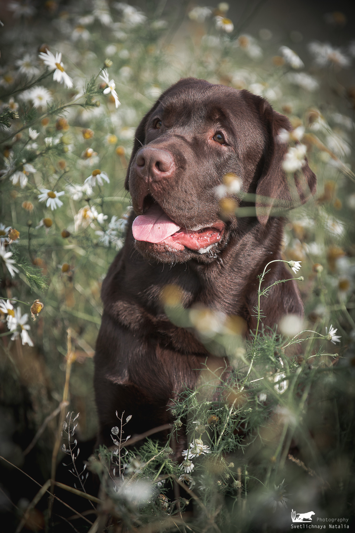 Лабрадор ретривер Зевс. Фотограф-анималист Наталья Светличная