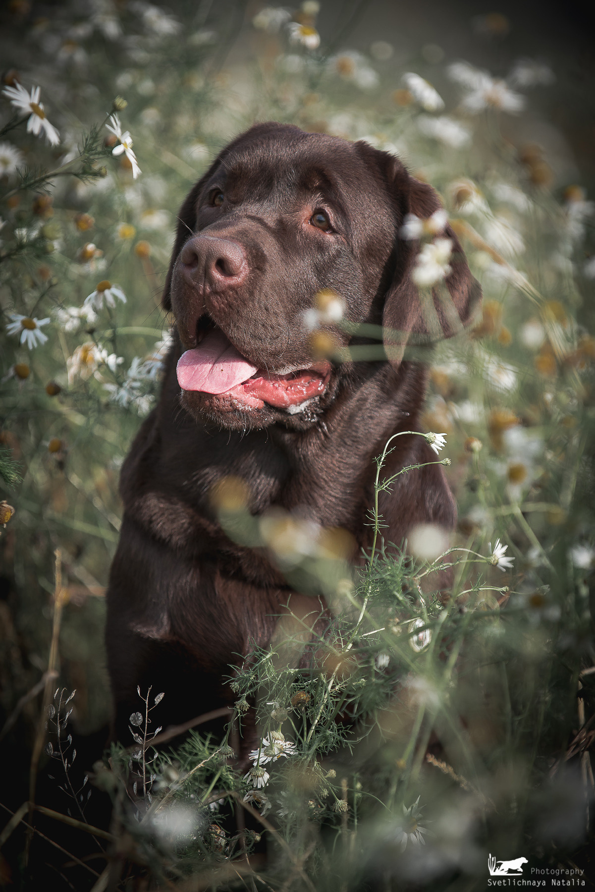 Лабрадор ретривер Зевс. Фотограф-анималист Наталья Светличная
