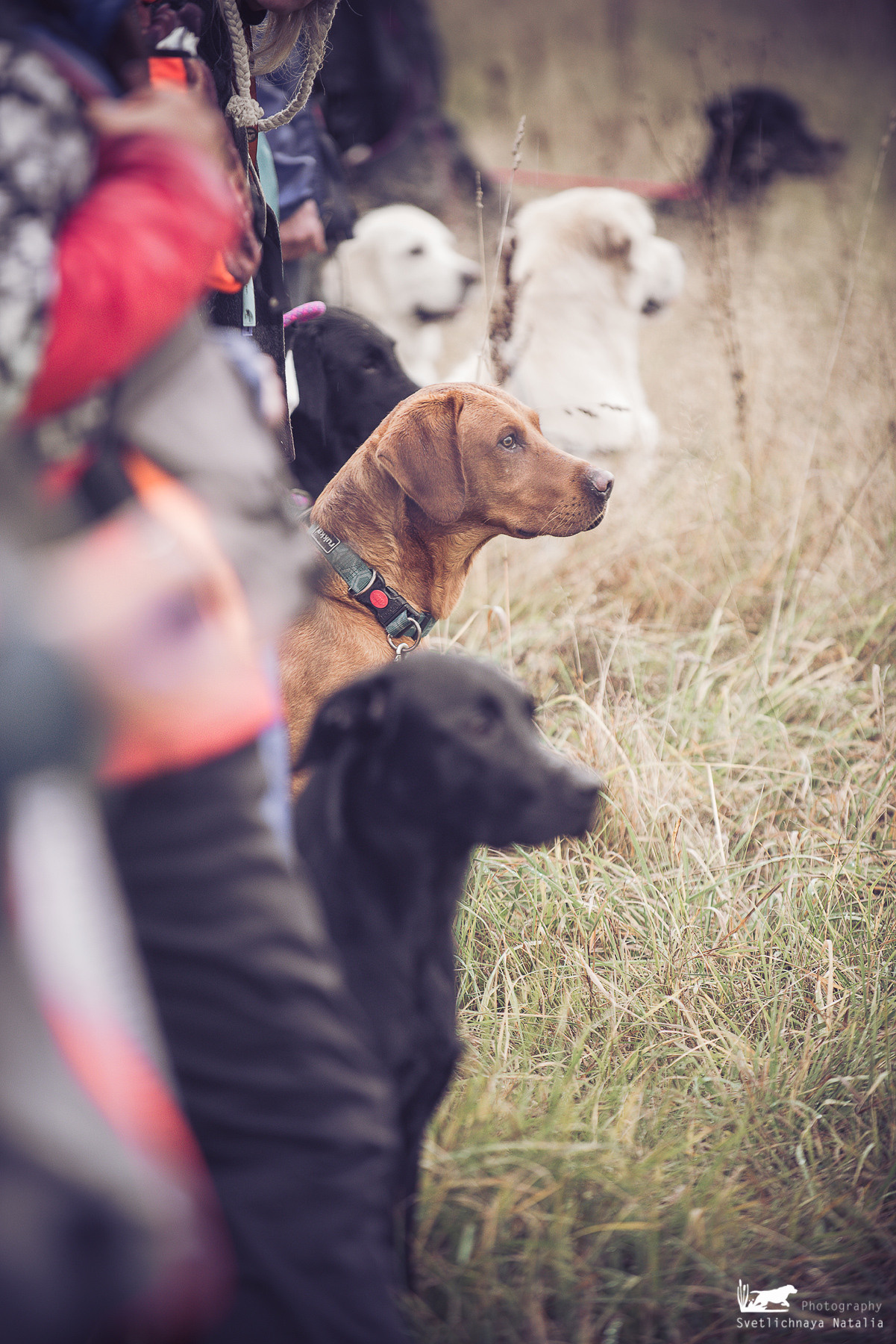 Training Field trial for retrievers, 25.09.2021. Фотограф-анималист Наталья Светличная