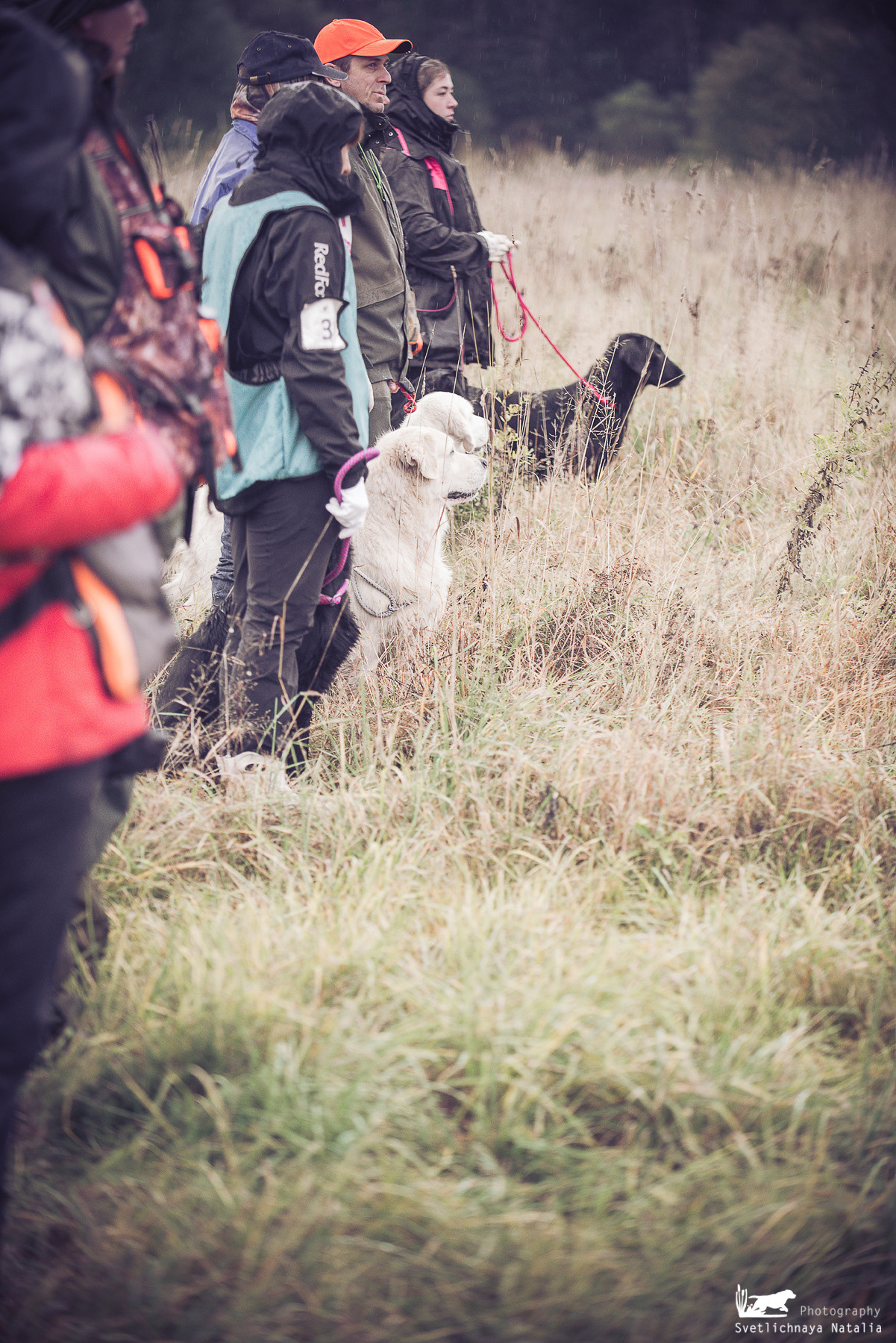 Training Field trial for retrievers, 25.09.2021. Фотограф-анималист Наталья Светличная