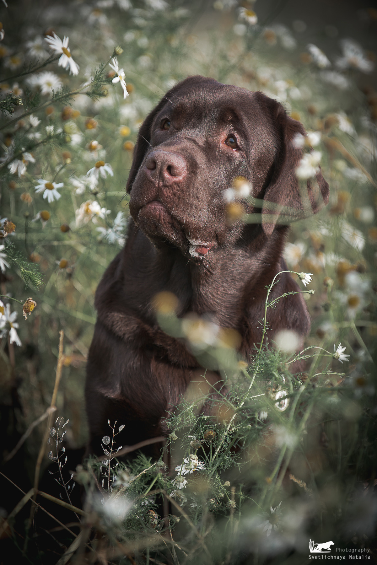 Лабрадор ретривер Зевс. Фотограф-анималист Наталья Светличная