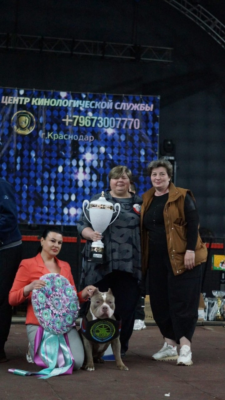 Победы на выставке американского булли 