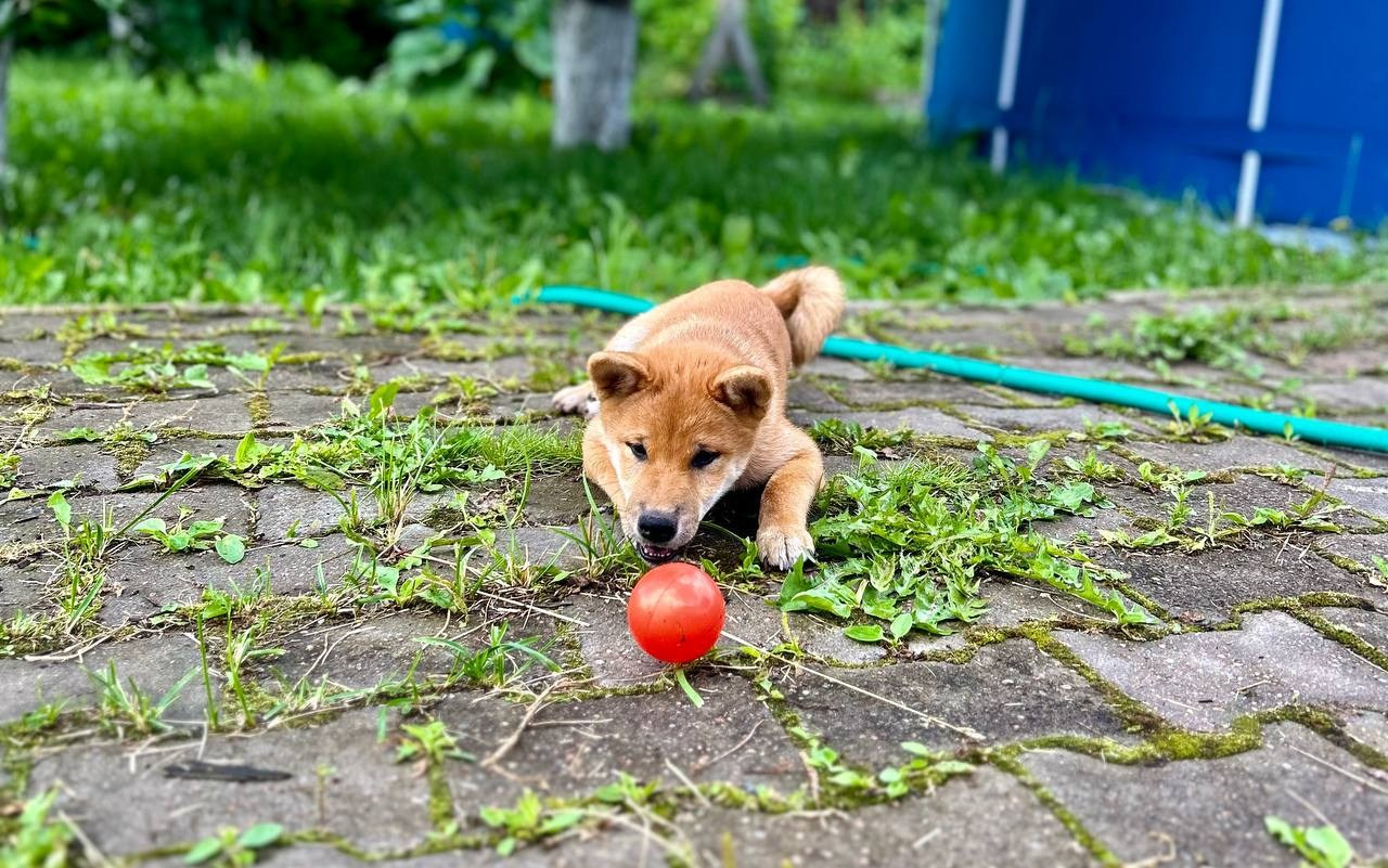 сиба питомник Рубилайт щенки на продажу rubylight  сиба щенки купить СПб Санкт-Петербург