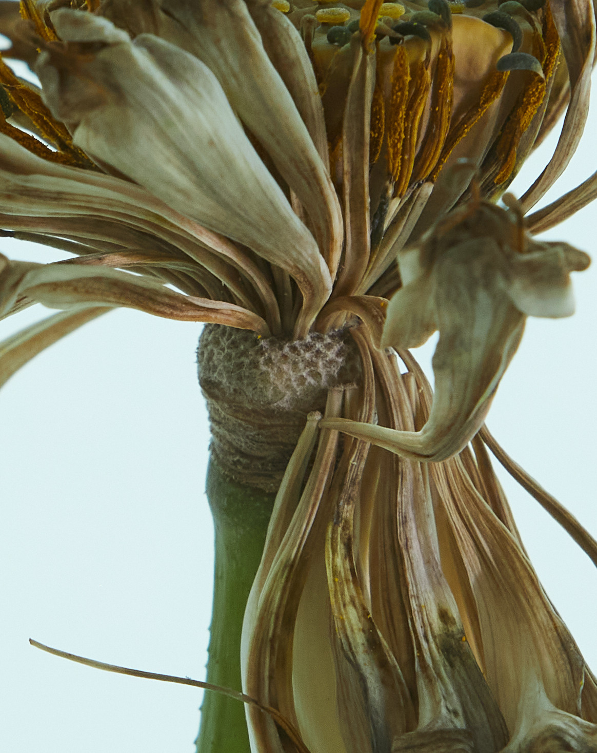 Mushrooms. Photographer Evgenia Dudko