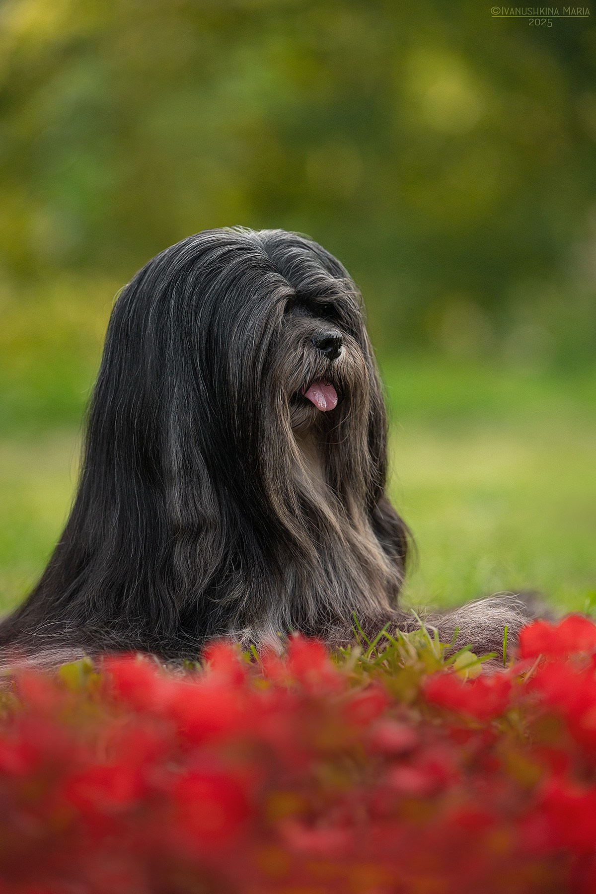 Экстерьерная фотосессия собаки. Фотограф собак в Москве и Московской области Иванушкина Мария