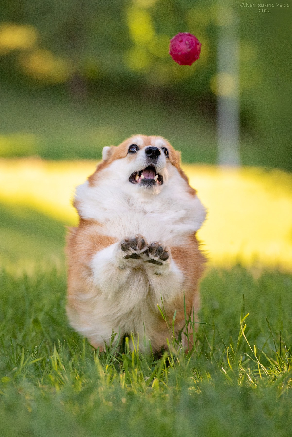 Фотограф-анималист. Фотограф собак в Москве и Московской области Иванушкина Мария