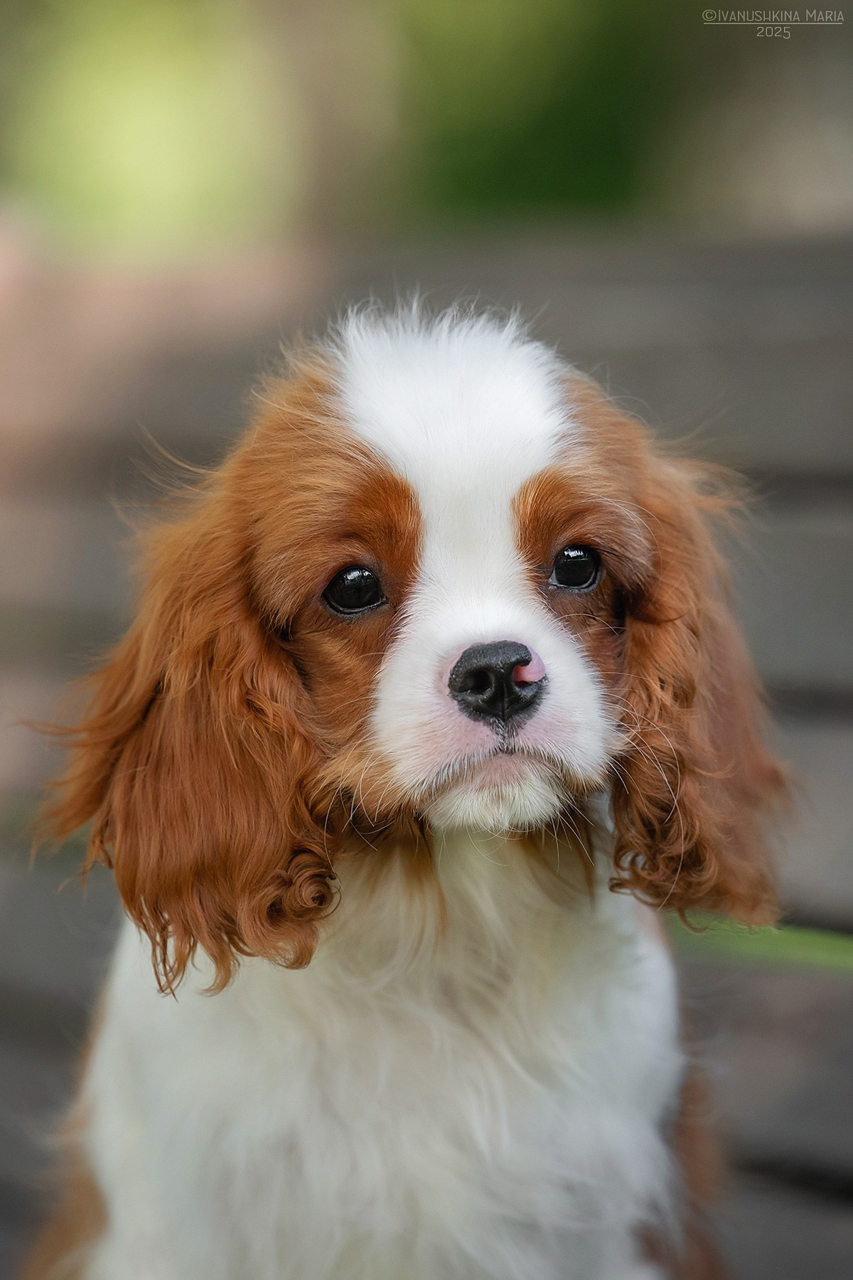 Фотосессия щенков на продажу. Фотограф собак в Москве и Московской области Иванушкина Мария