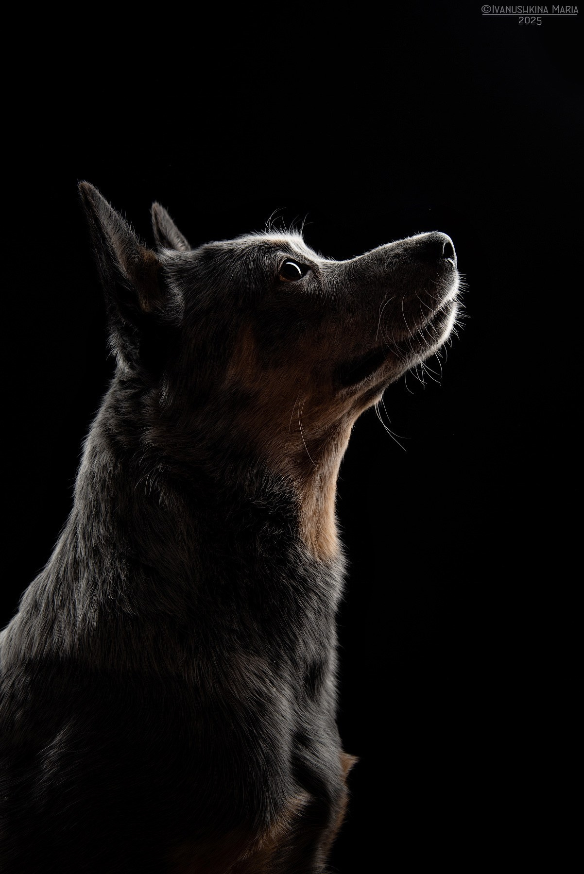 Фотосессия собаки в студии. Фотограф собак в Москве и Московской области Иванушкина Мария