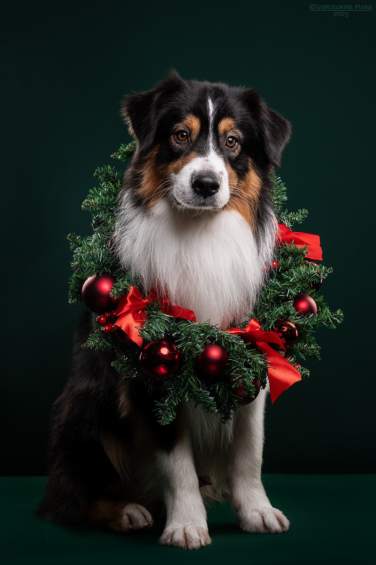Фотосессия собаки в студии. Фотограф собак в Москве и Московской области Иванушкина Мария