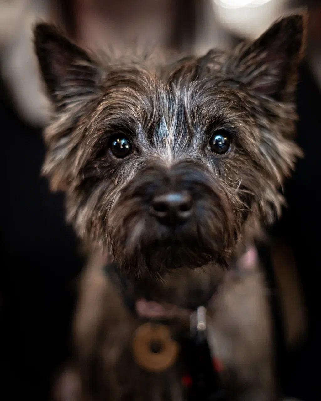 Люди и их друзья. Elnora Atnagulova Foodphotography