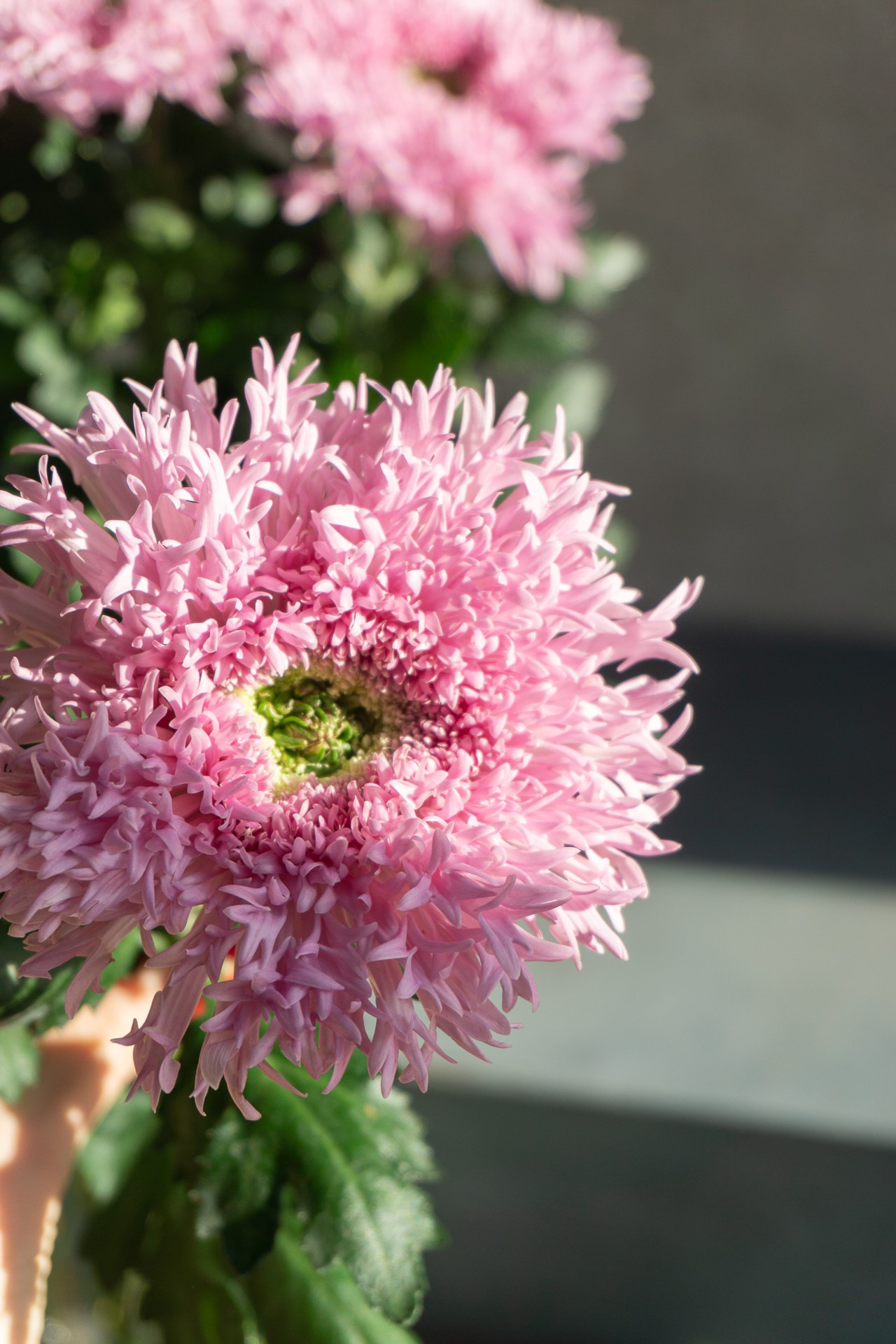 Контент для «Цветочной лавки». Фотограф в Екатеринбурге Яна Круташова