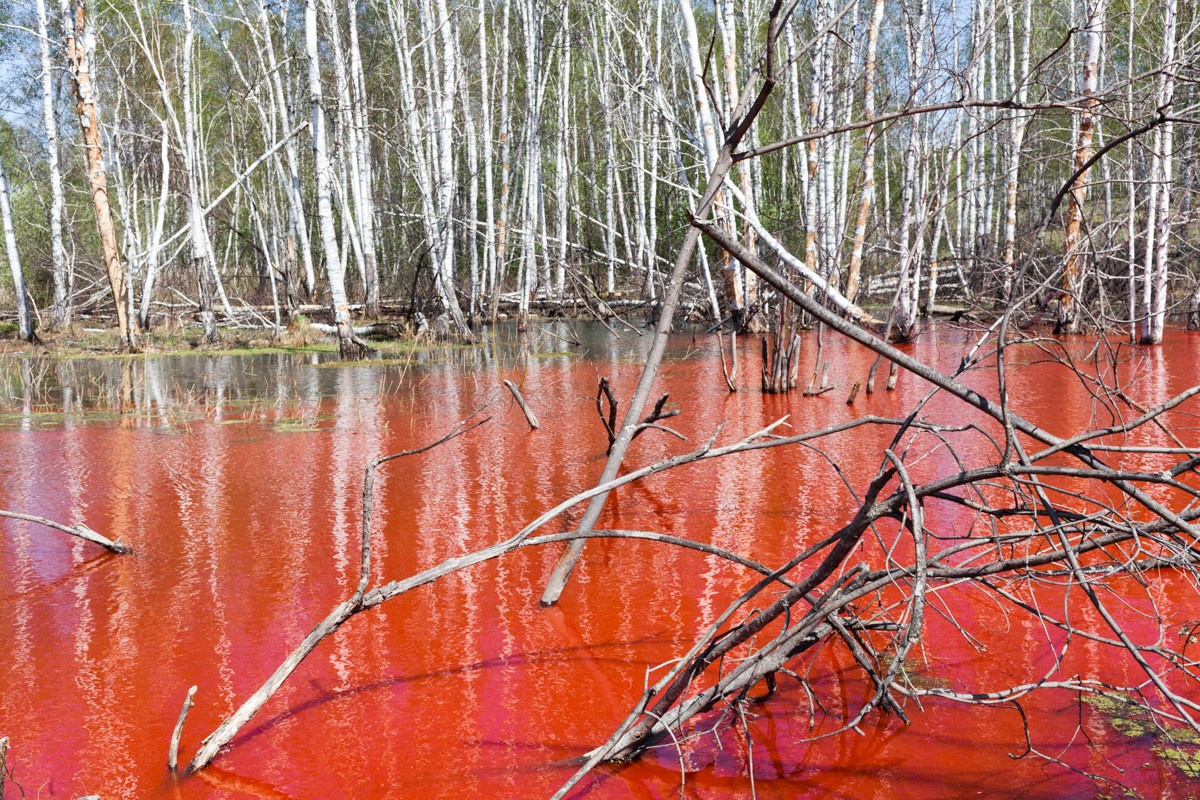 Birch people. Янина болдырева Yanina Boldyreva