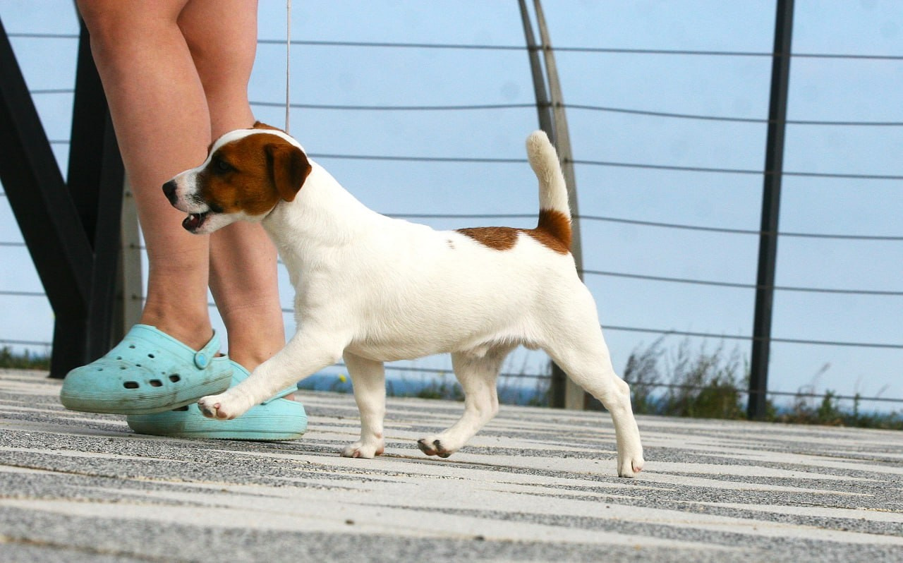 VOLNA STAR LAGERFELD LEGENDS. Lovely-Orange питомник джек рассел терьеров