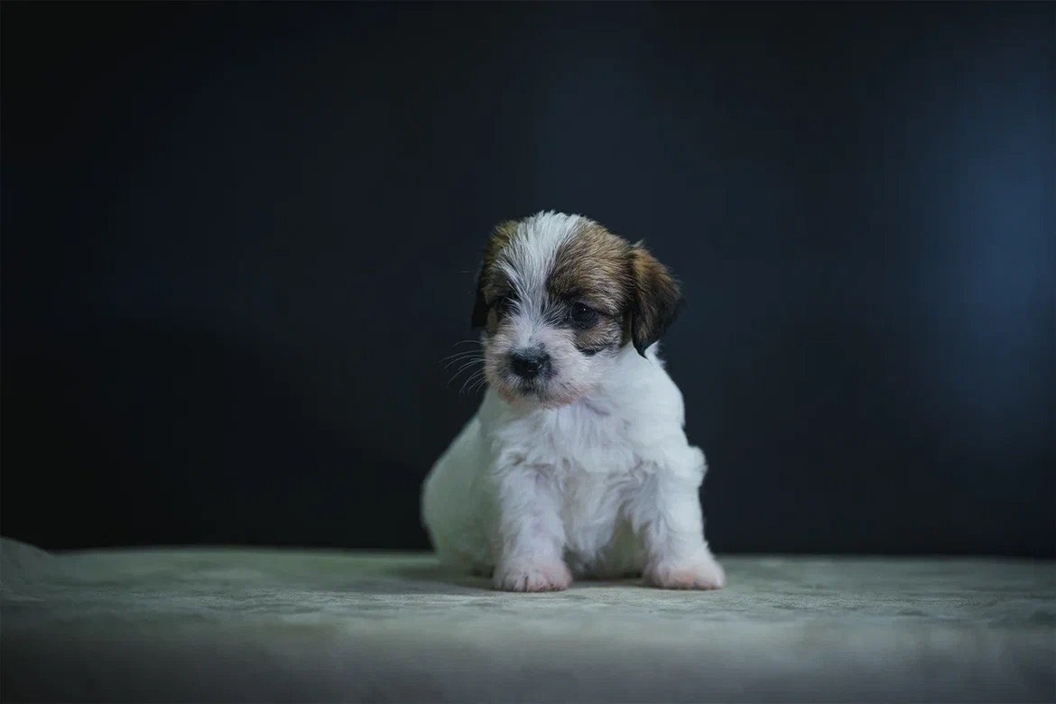 Сука 3. Lovely-Orange питомник джек рассел терьеров