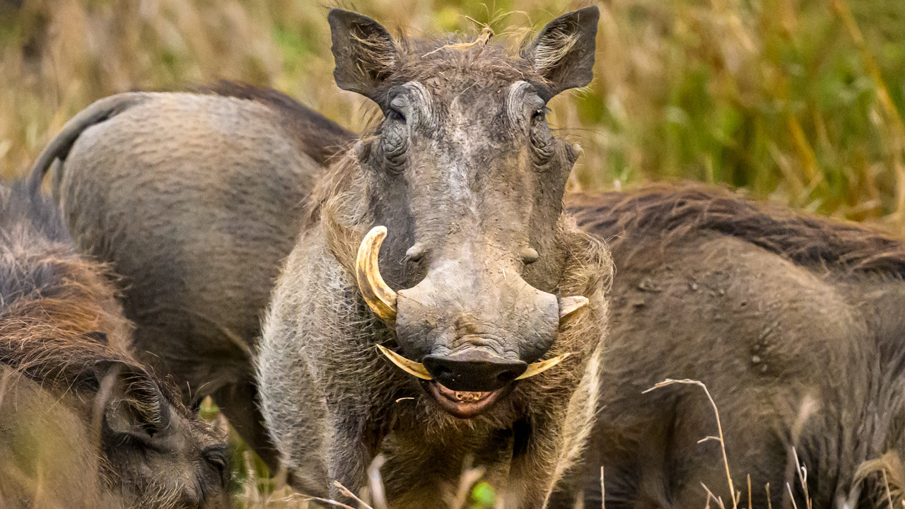 Саби Сэндз, парк Крюгера, ЮАР. Wildlife photography by Sergey Puponin