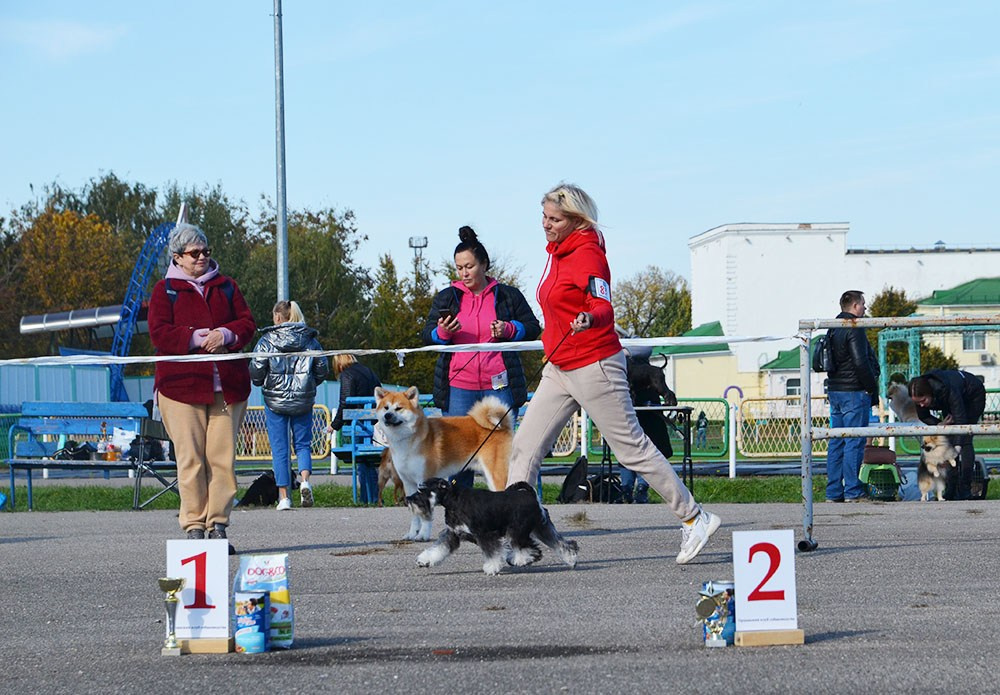 Питомник Делинсо Бэлэнс, щенки цвергшнауцера, купить щенка цвергшнауцера, питомник цвергшнауцеров, кобель цвергшнауцера для вязки, щенок цвергшнауцера, питомник цвергшнауцеров, черный с серебром, цверг, лучший питомник в беларуси