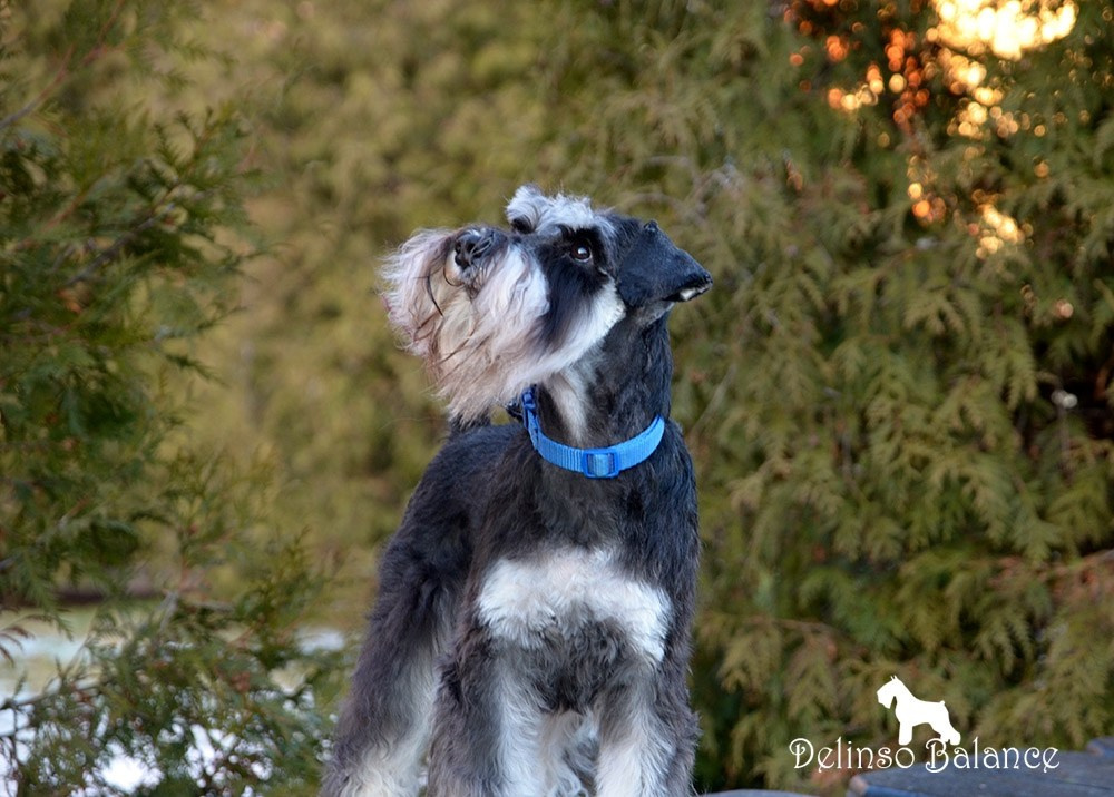 Сема/Delinso Balance Viserion. Питомник цвергшнауцеров в Беларуси «Делинсо Бэлэнс»