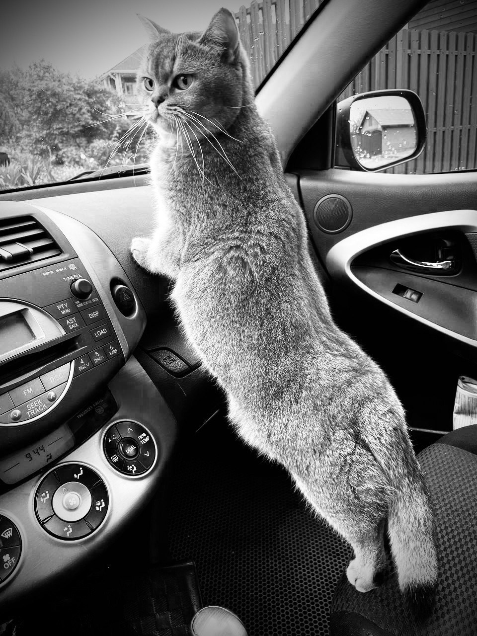 Коты и кошки. Фотографии домашних питомцев. Алекс Ком. Автомобильный фотограф и детский писатель из Москвы