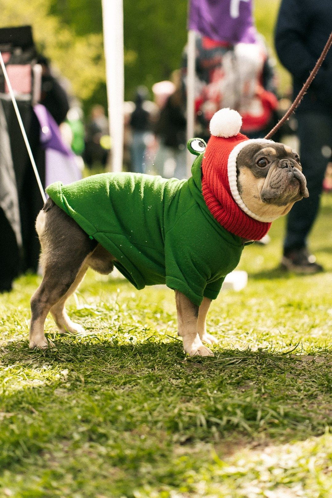 Парад Бульдогов. Axenov_eugene