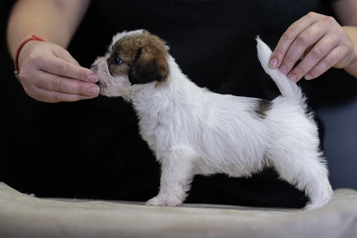 Сука 1. Lovely-Orange питомник джек рассел терьеров